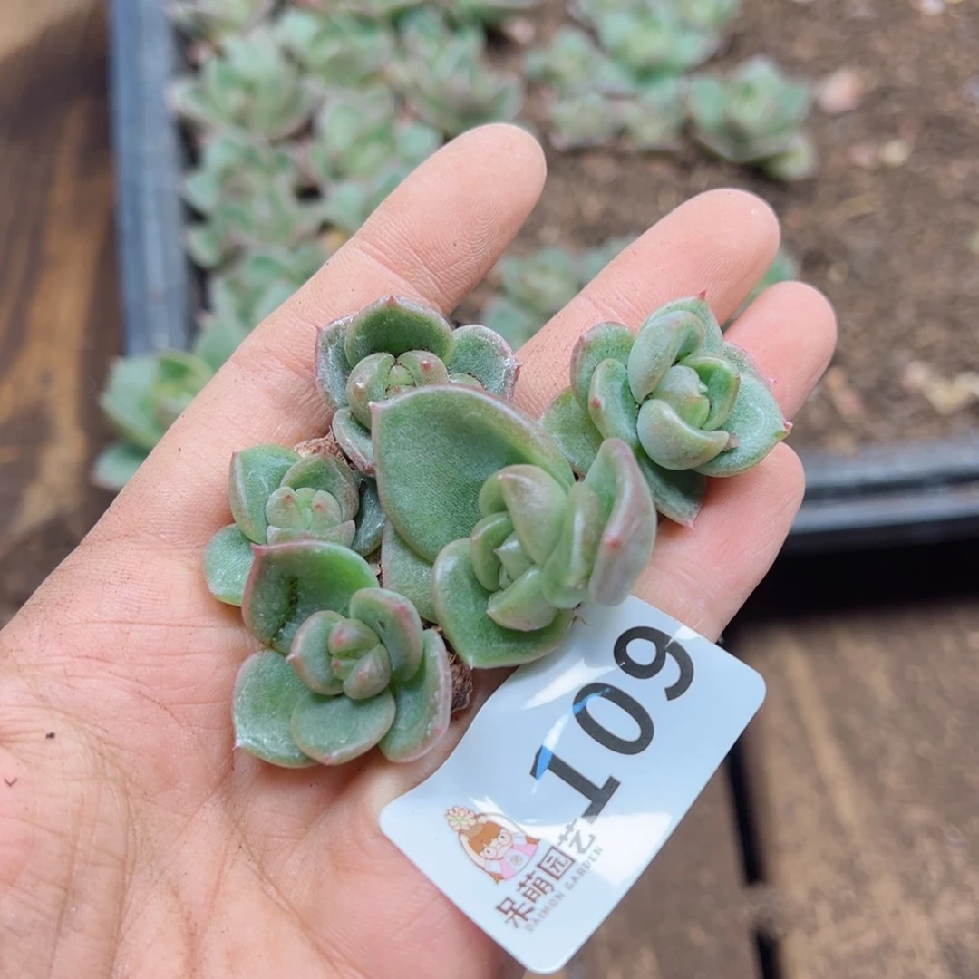 半*子多肉植物多肉植物