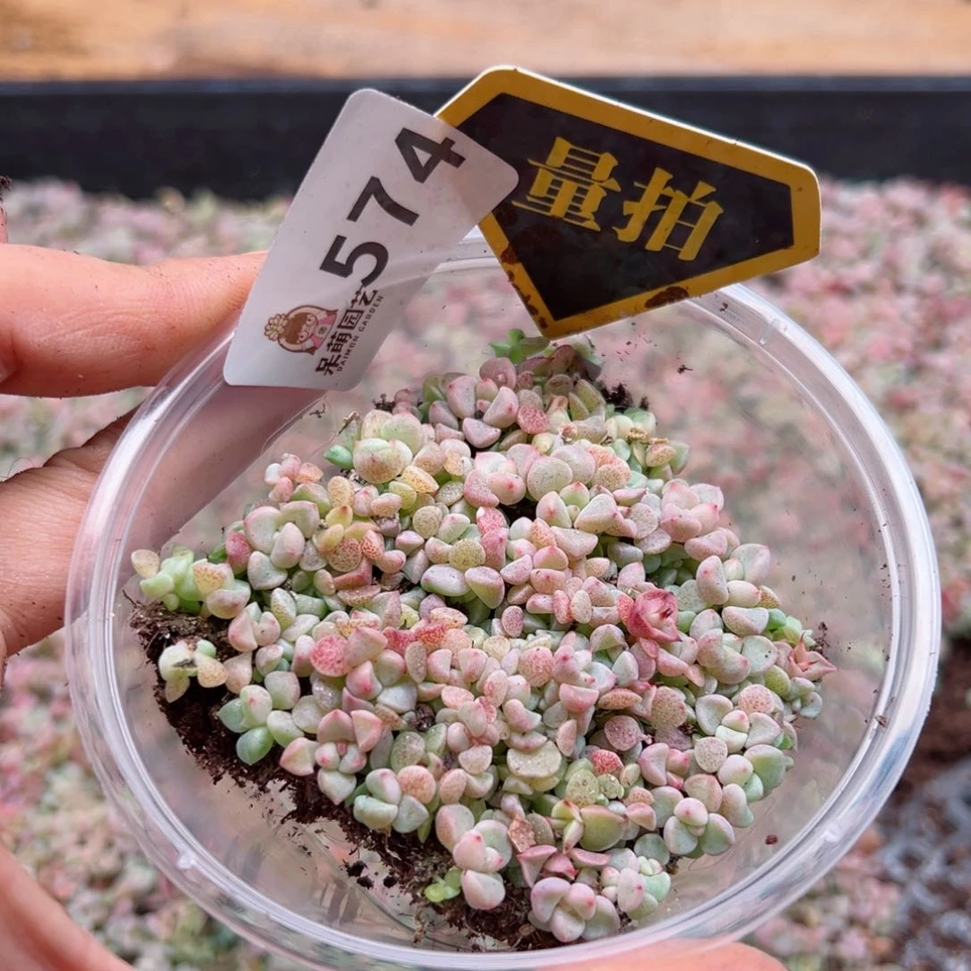 多肉植物多肉植物