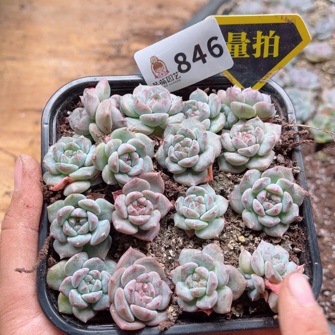 多肉植物多肉植物