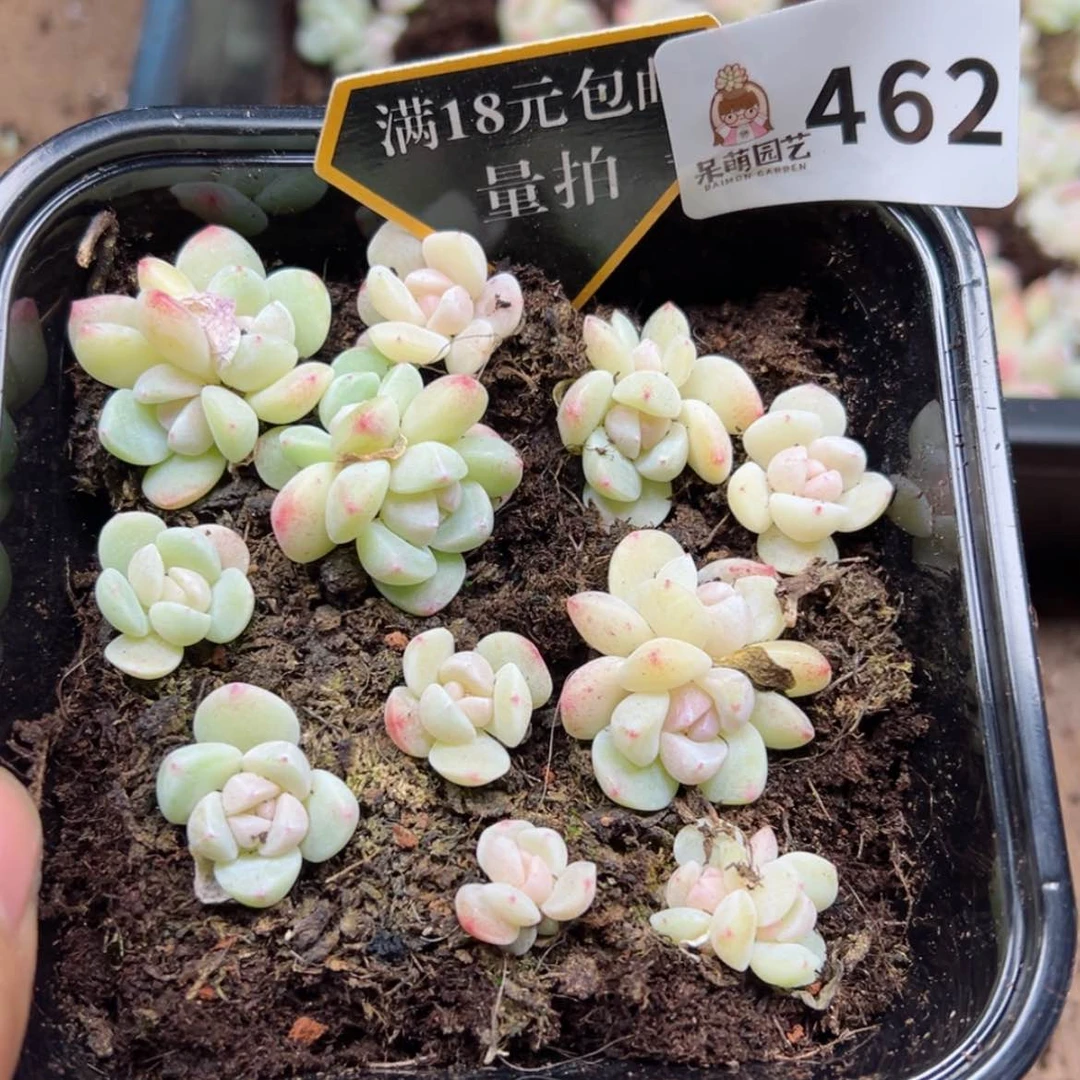 【闪购商品】多肉植物