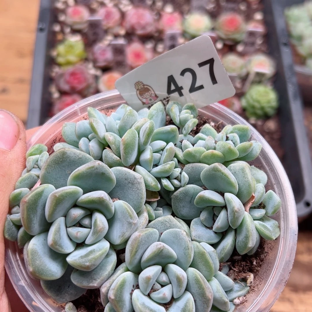 多肉植物多肉植物