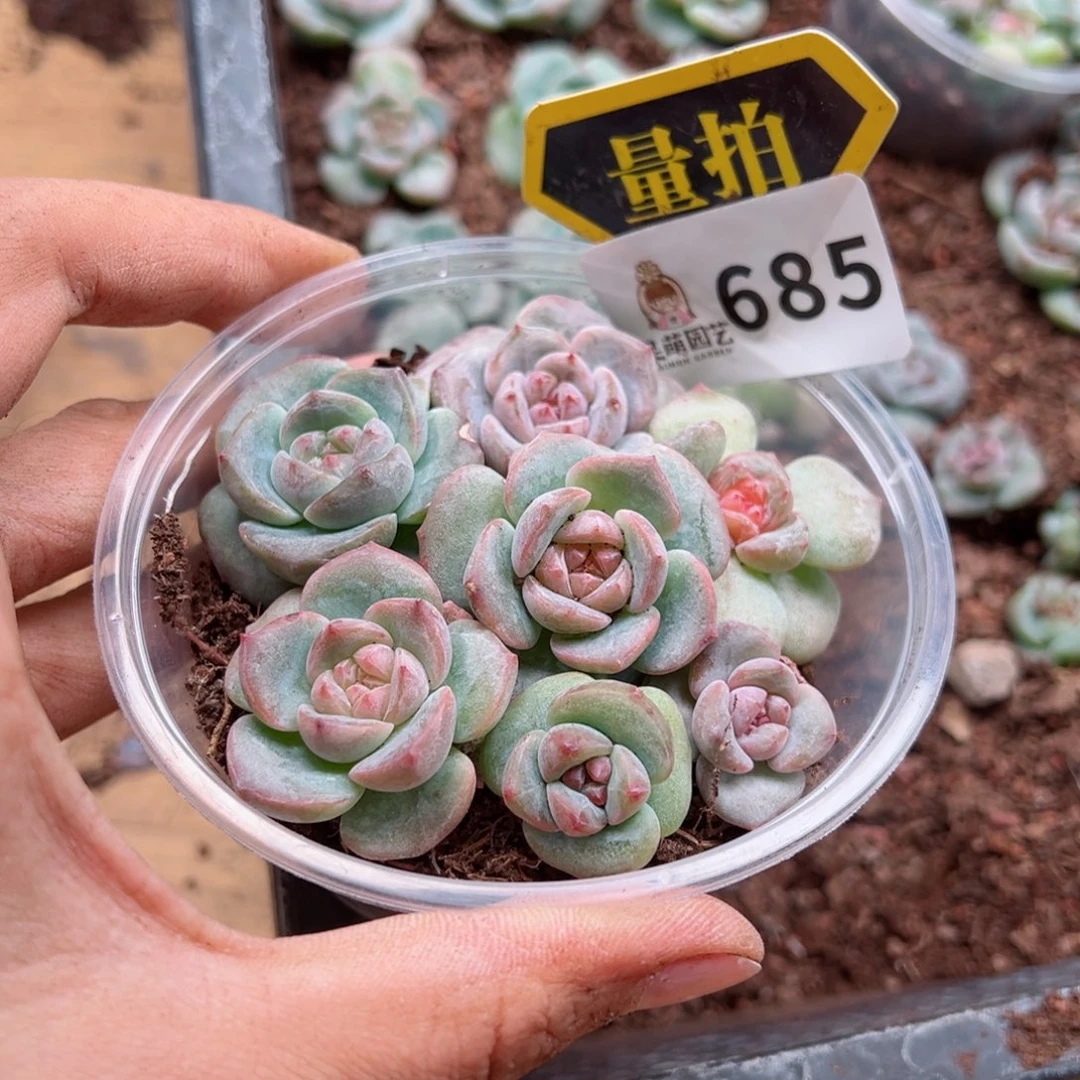 多肉植物多肉植物