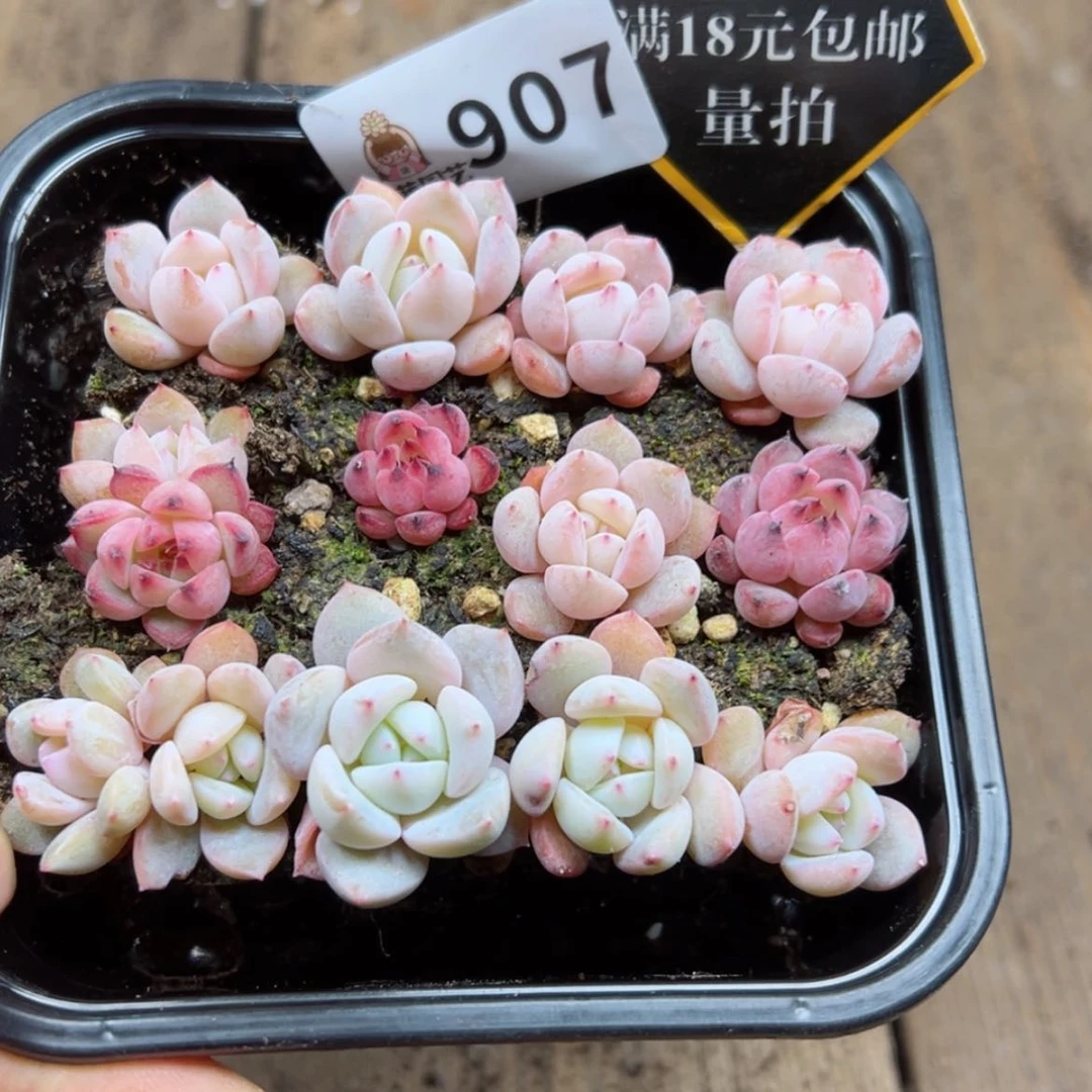 【闪购商品】多肉植物