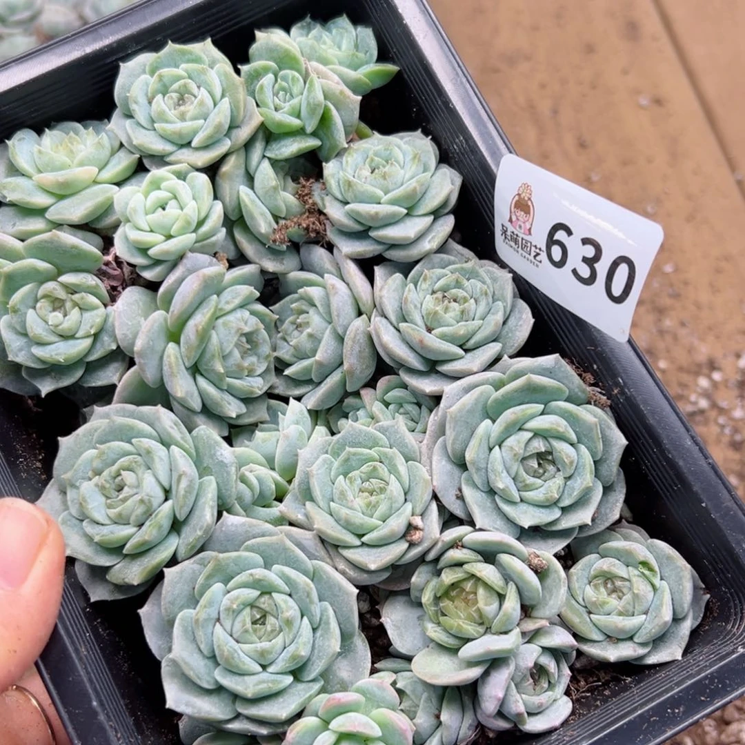 我****火多肉植物多肉植物