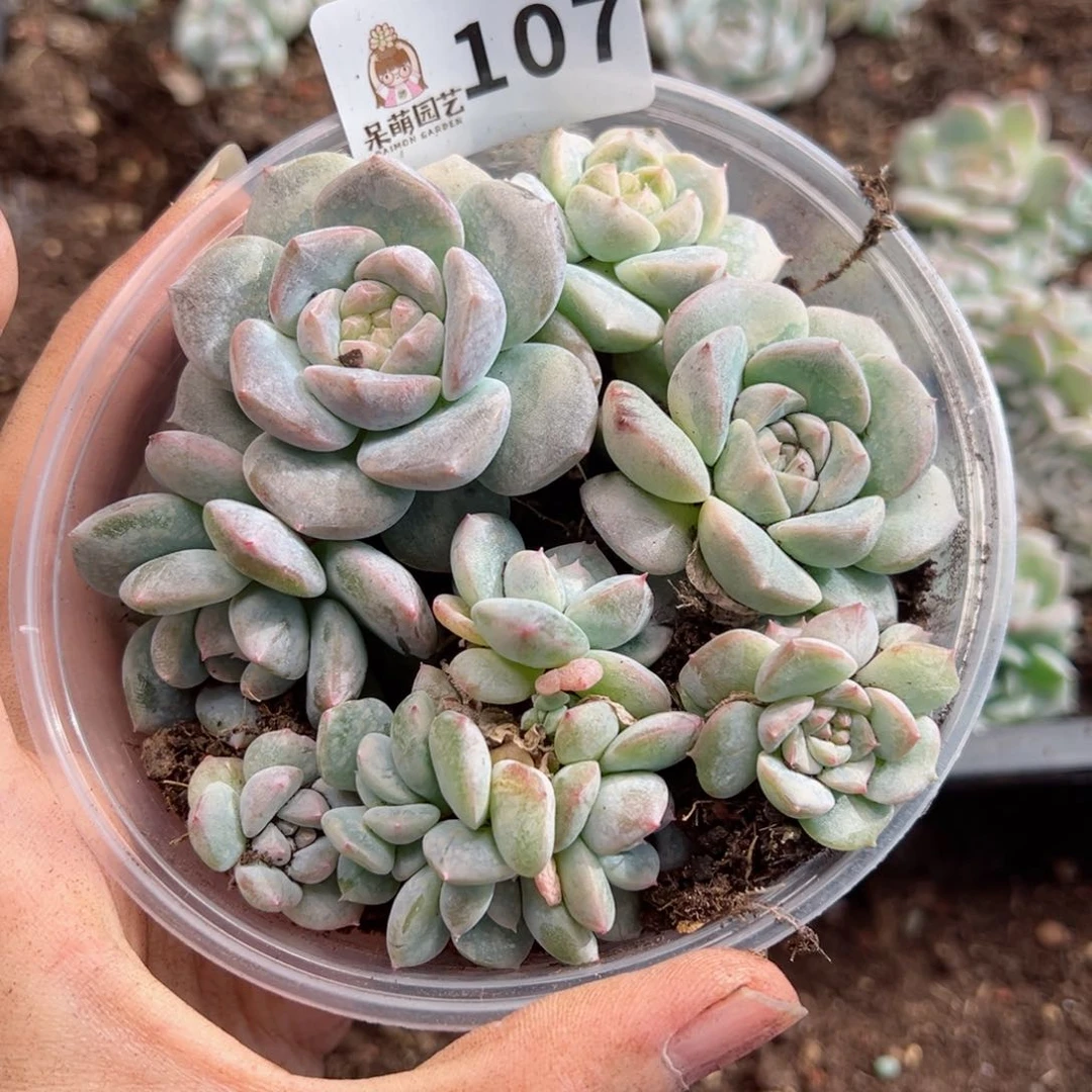 多肉植物多肉植物