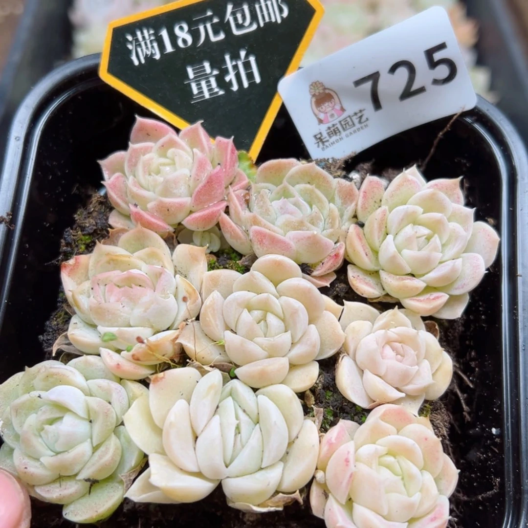 【闪购商品】多肉植物