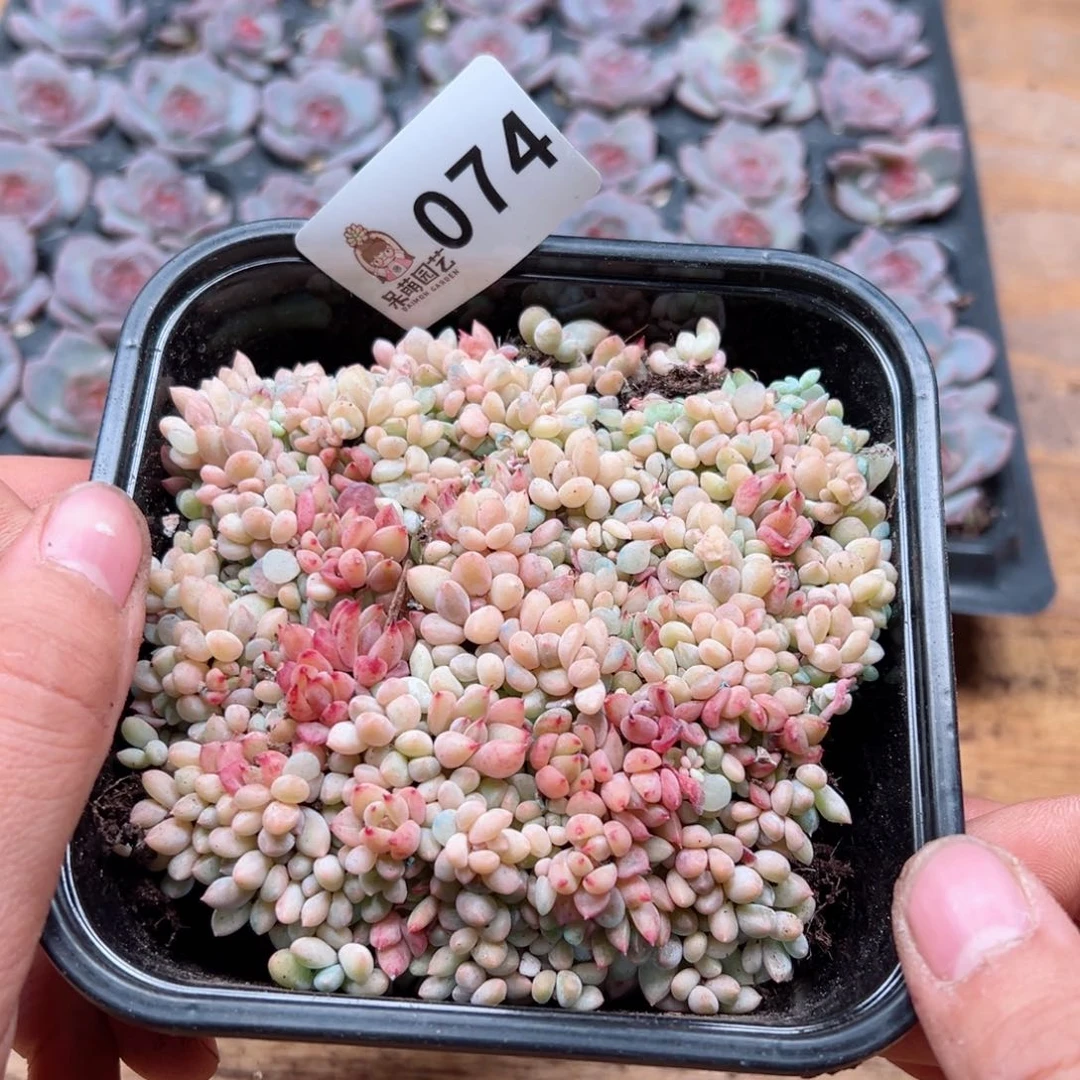 多肉植物多肉植物