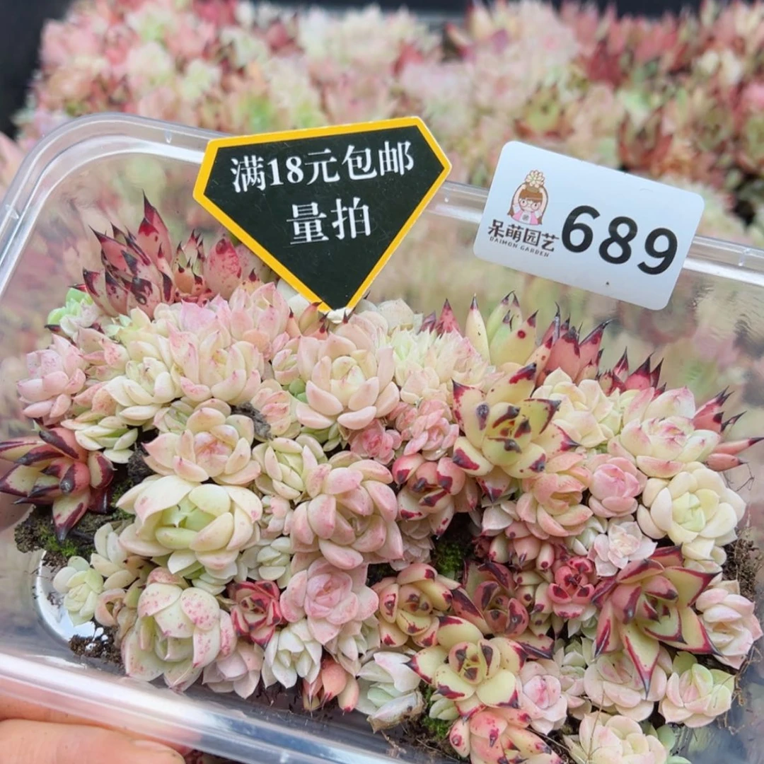 【闪购商品】多肉植物
