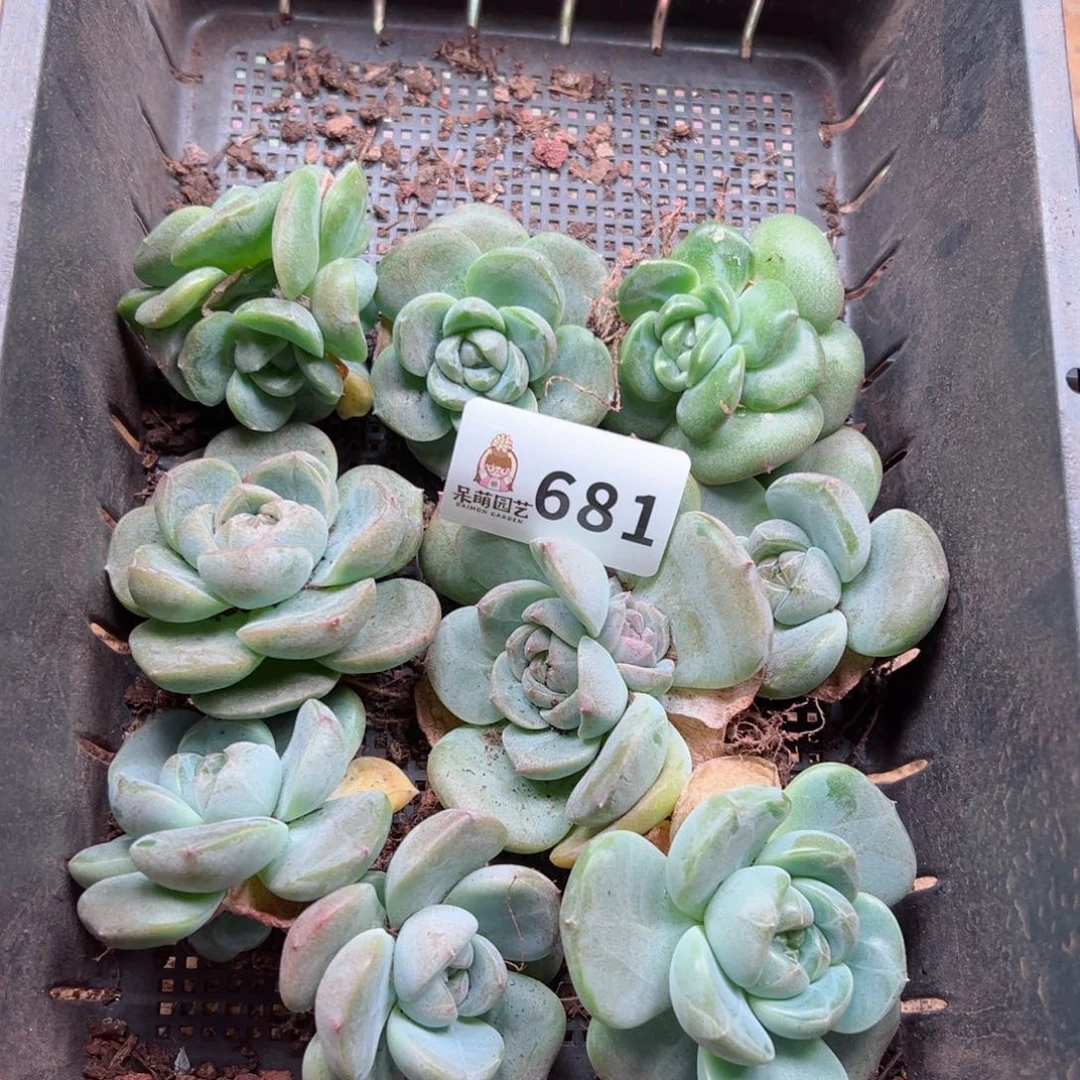 多肉植物多肉植物