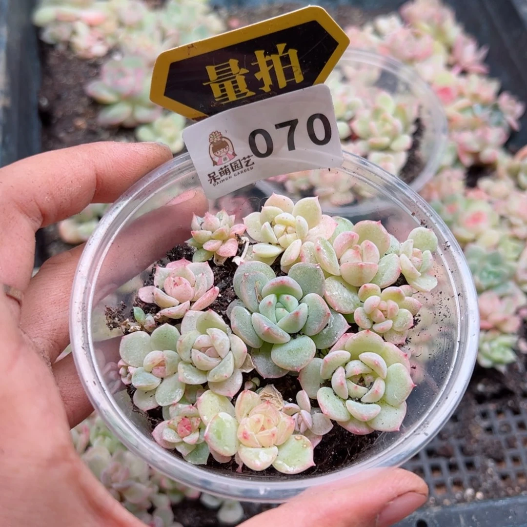 多肉植物多肉植物