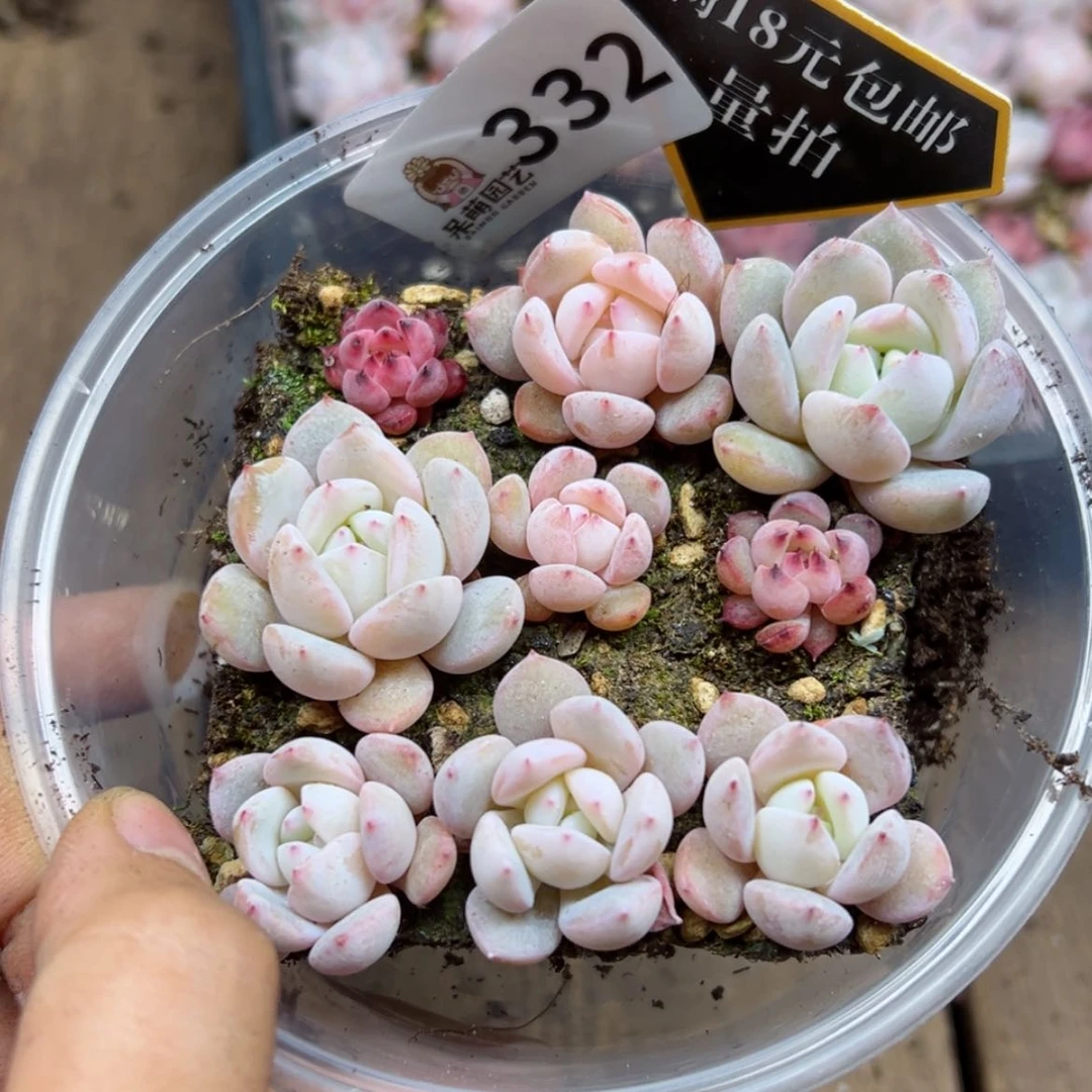 【闪购商品】多肉植物