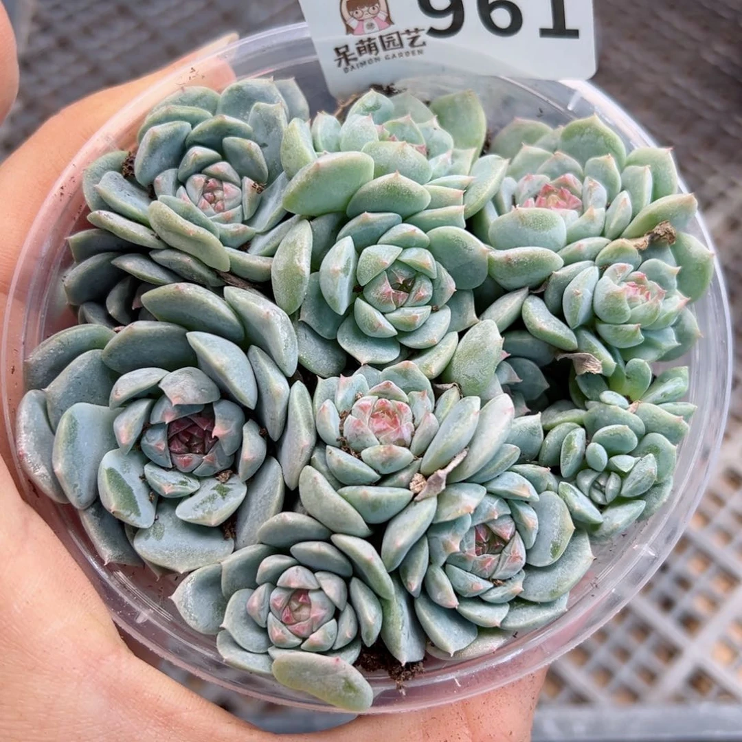 多肉植物多肉植物