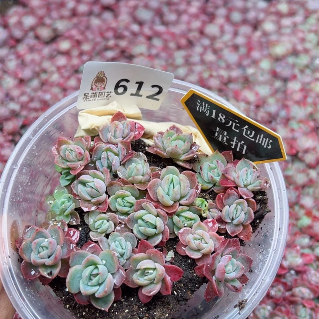 【闪购商品】多肉植物