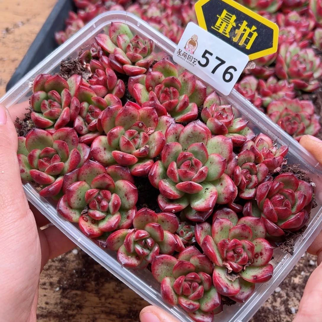 多肉植物多肉植物