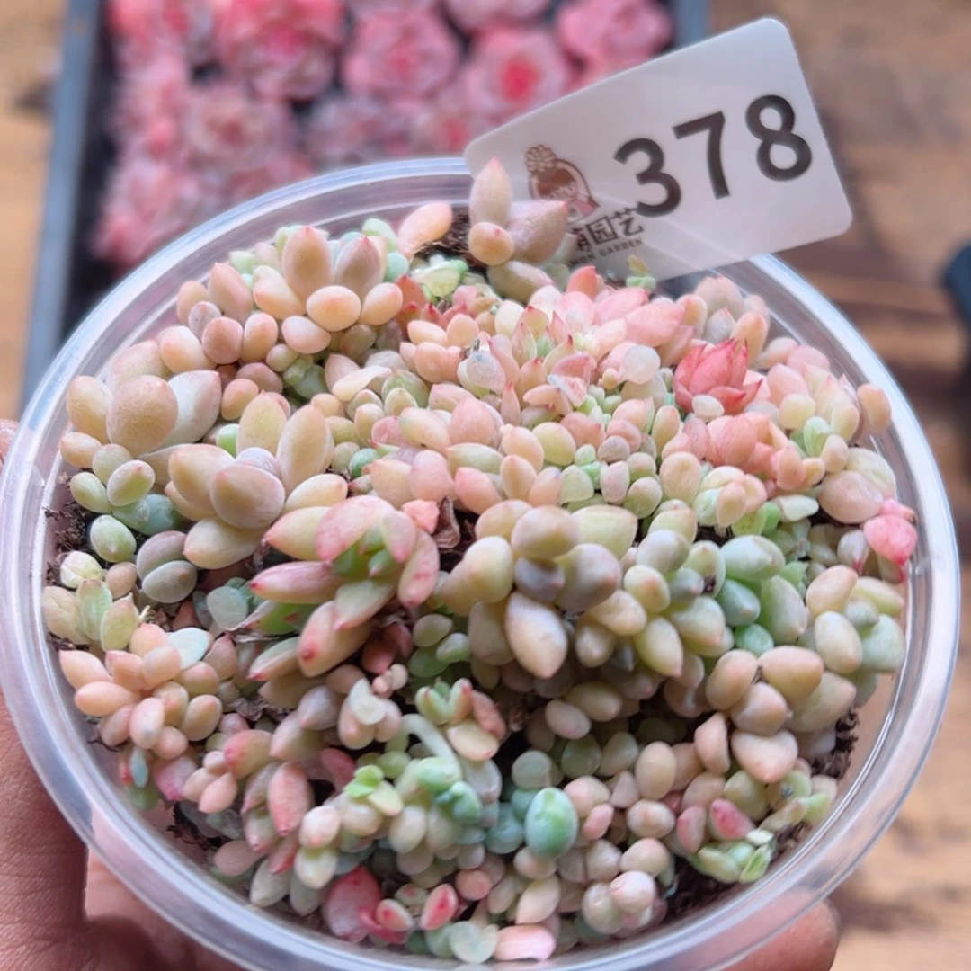 多肉植物多肉植物