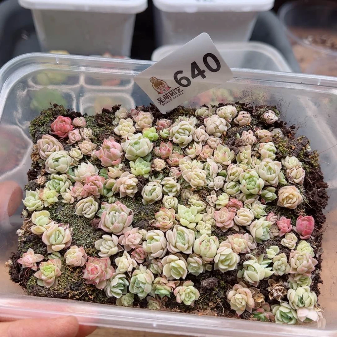 多肉植物多肉植物