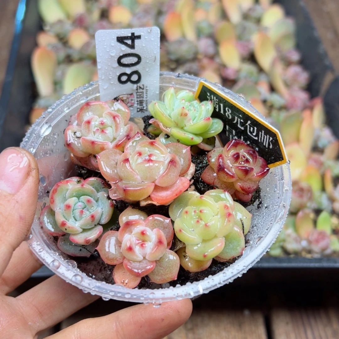 【闪购商品】多肉植物