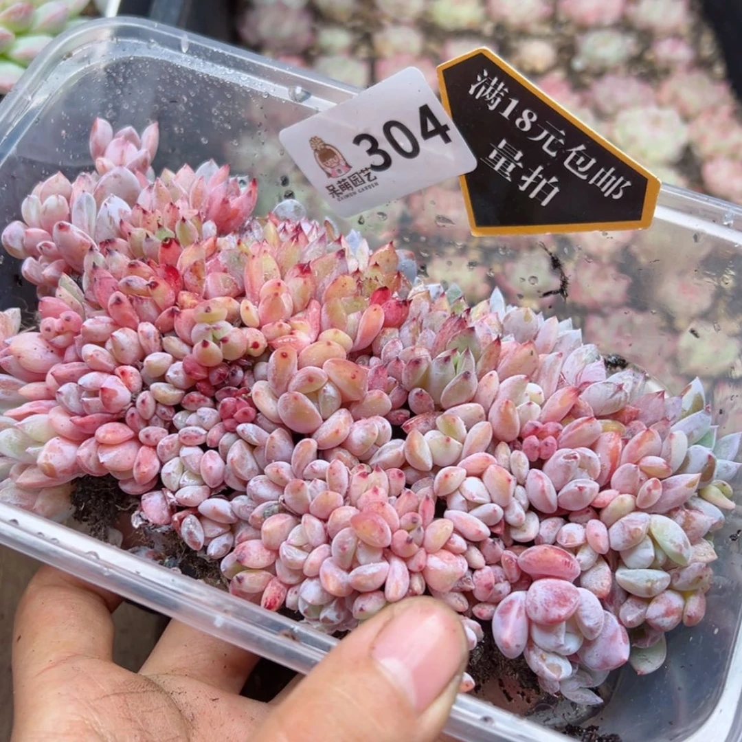 【闪购商品】多肉植物