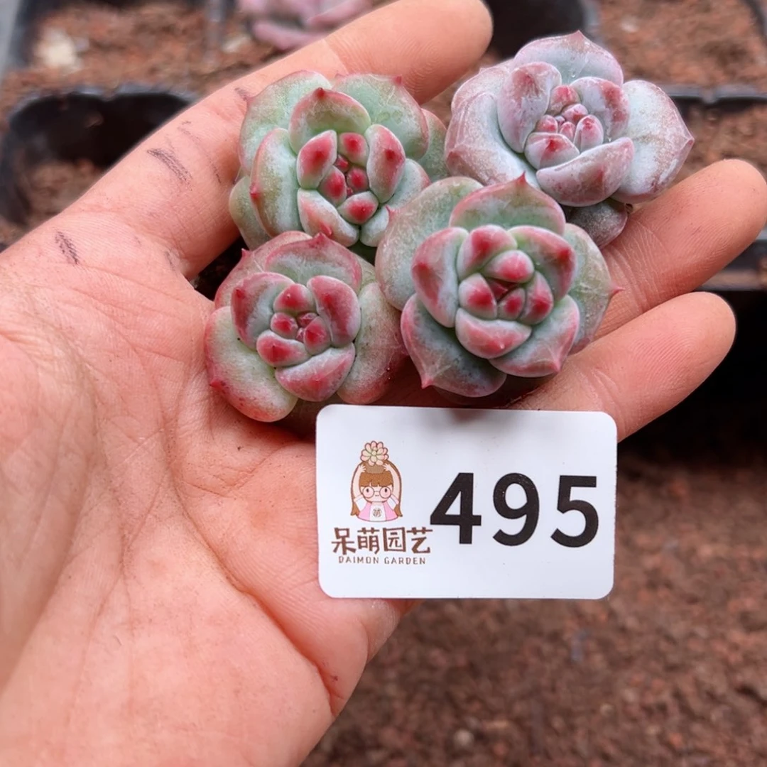 多肉植物多肉植物