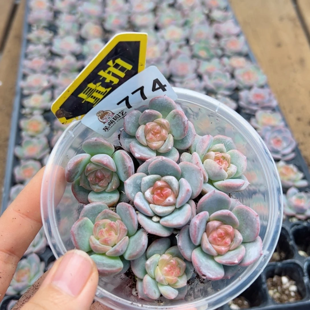 多肉植物多肉植物