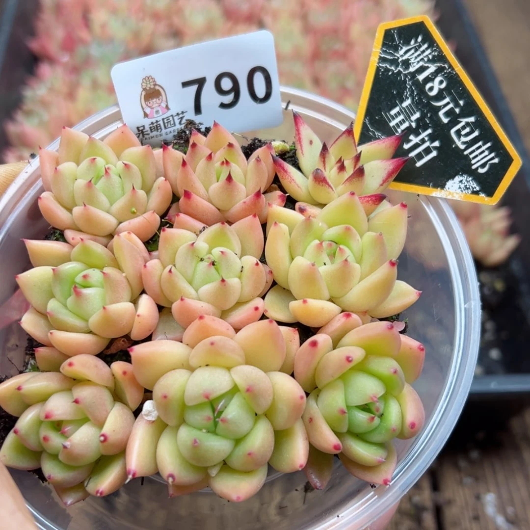 【闪购商品】多肉植物
