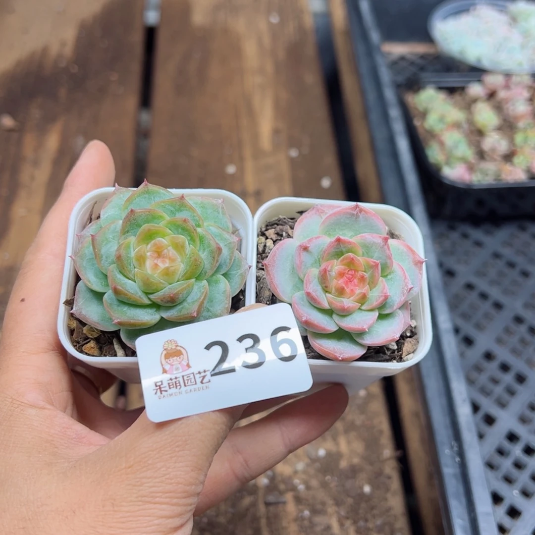 周*゛多肉植物多肉植物