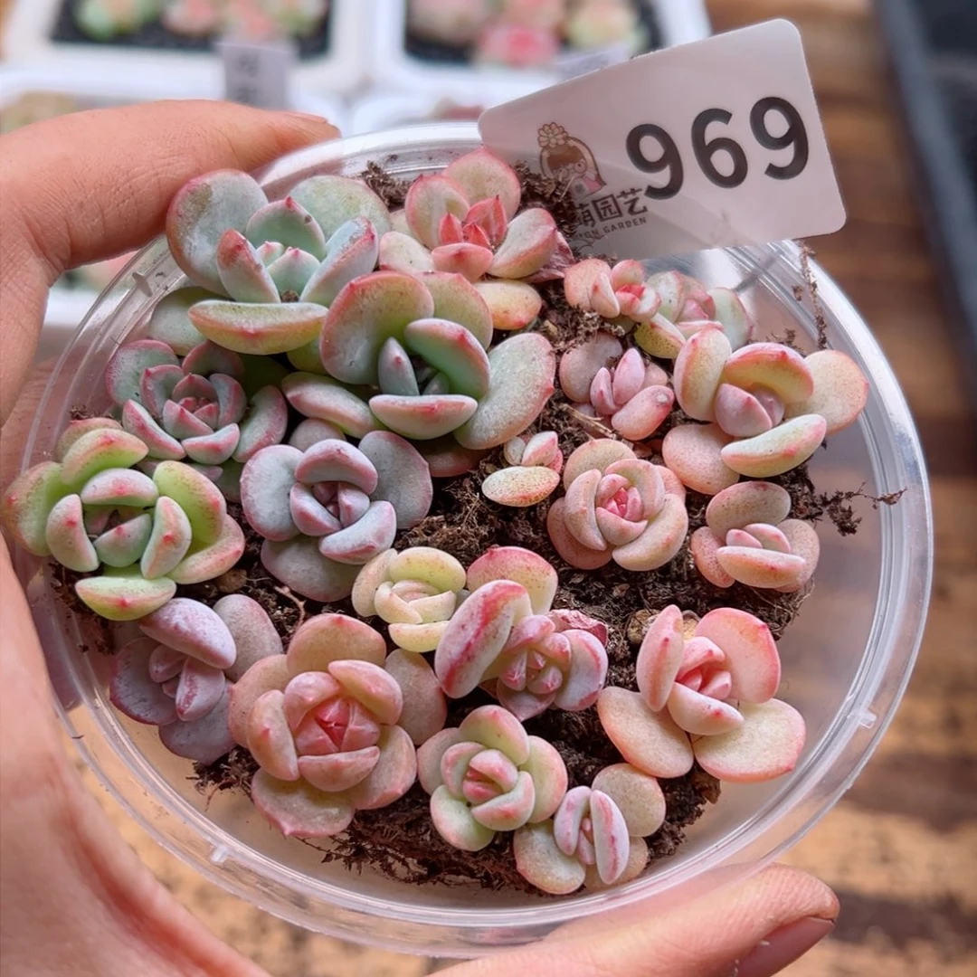 多肉植物多肉植物