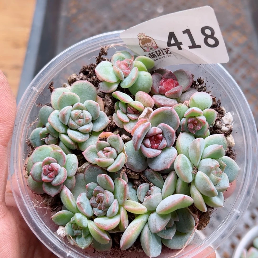 多肉植物多肉植物