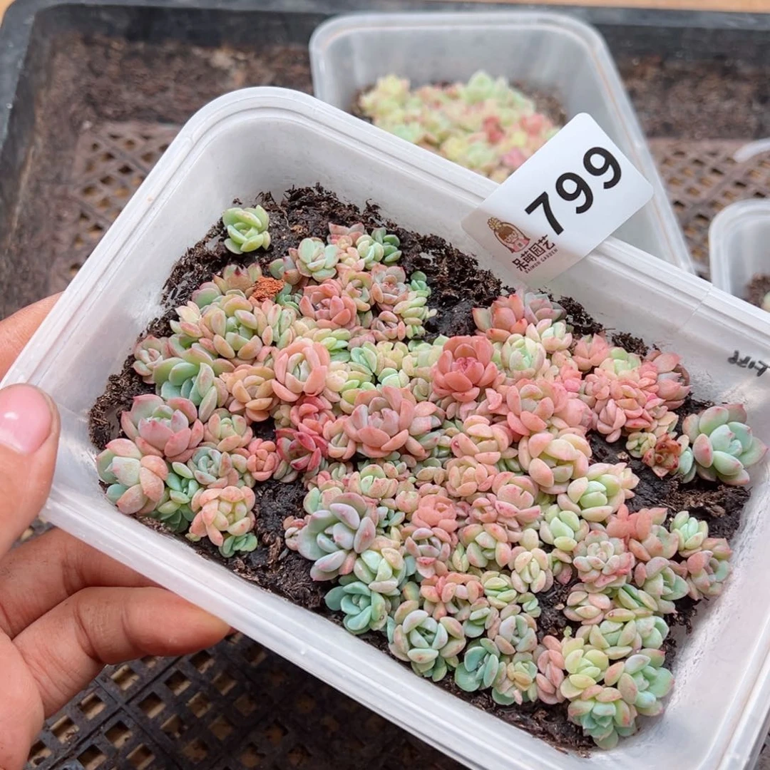 多肉植物多肉植物