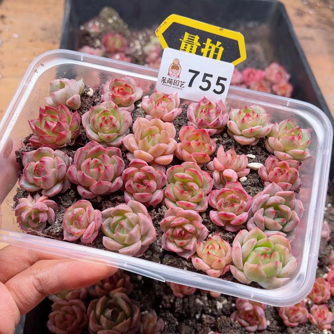 多肉植物多肉植物