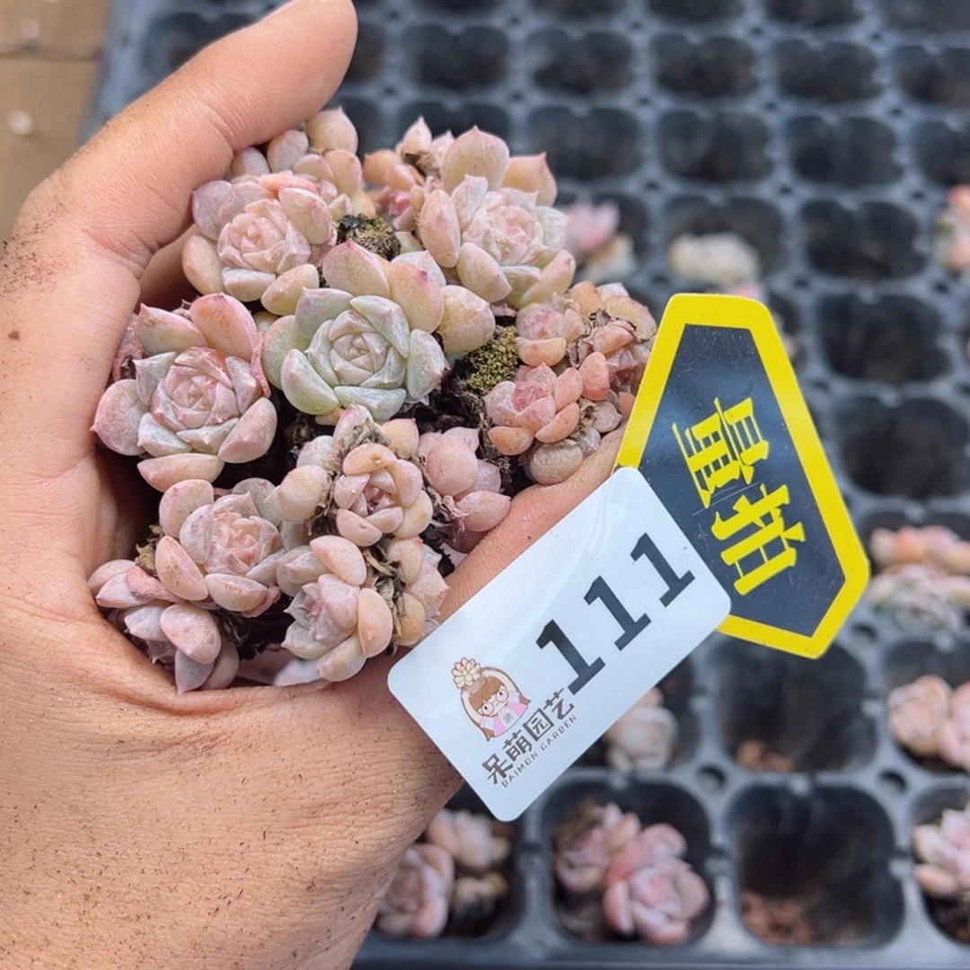多肉植物多肉植物