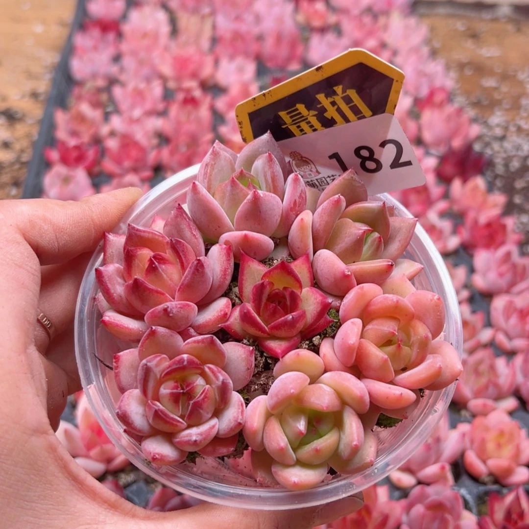 多肉植物多肉植物