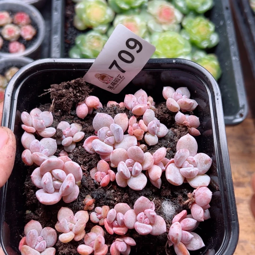 多肉植物多肉植物