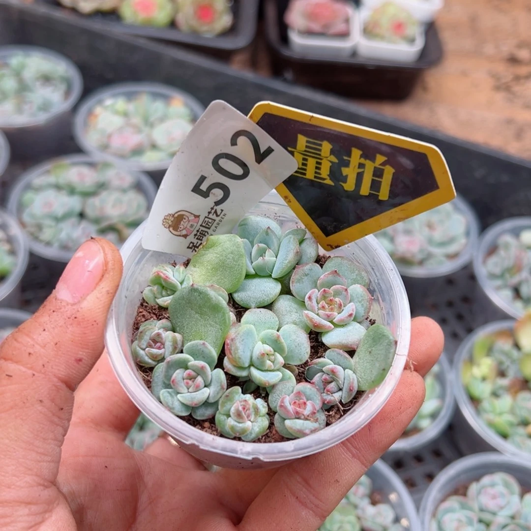 多肉植物多肉植物