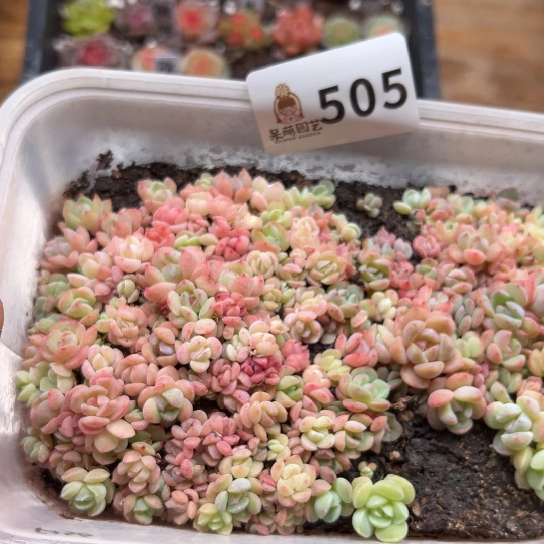 多肉植物多肉植物