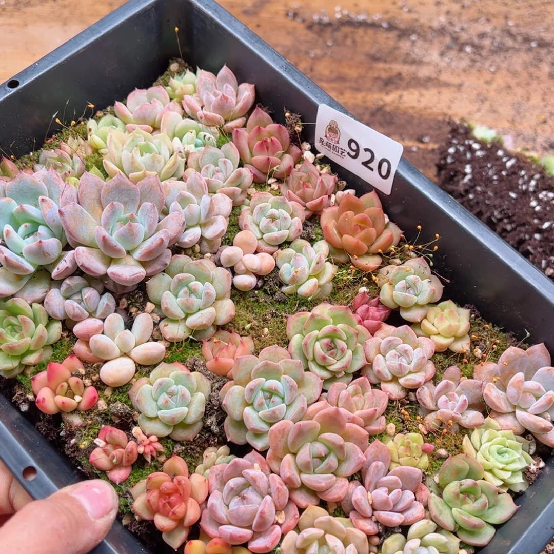 静****6多肉植物多肉植物