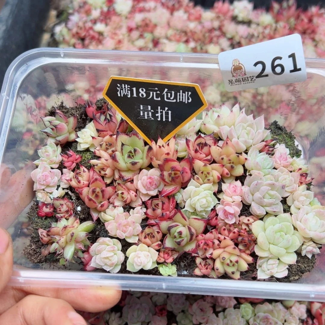 【闪购商品】多肉植物