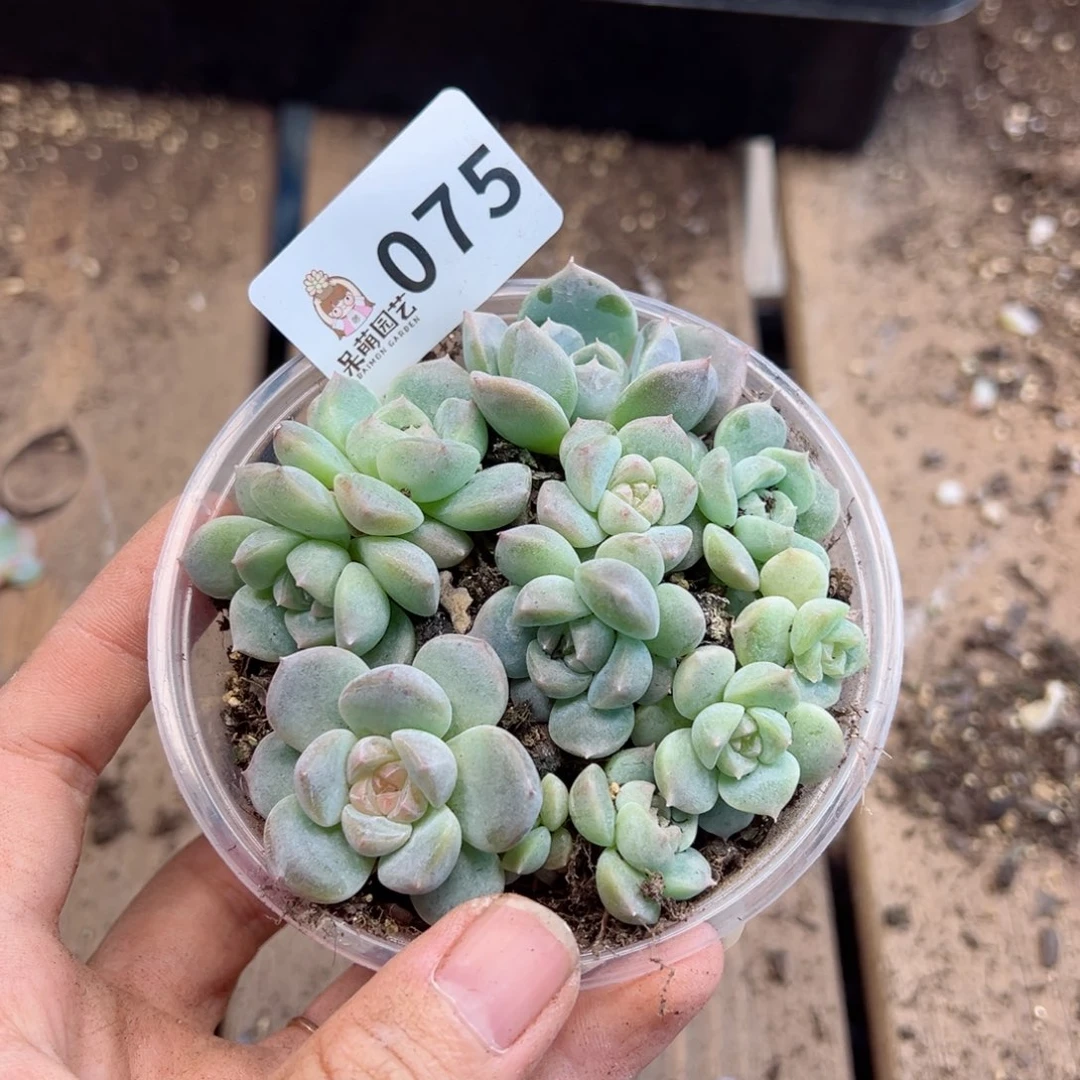 多肉植物多肉植物