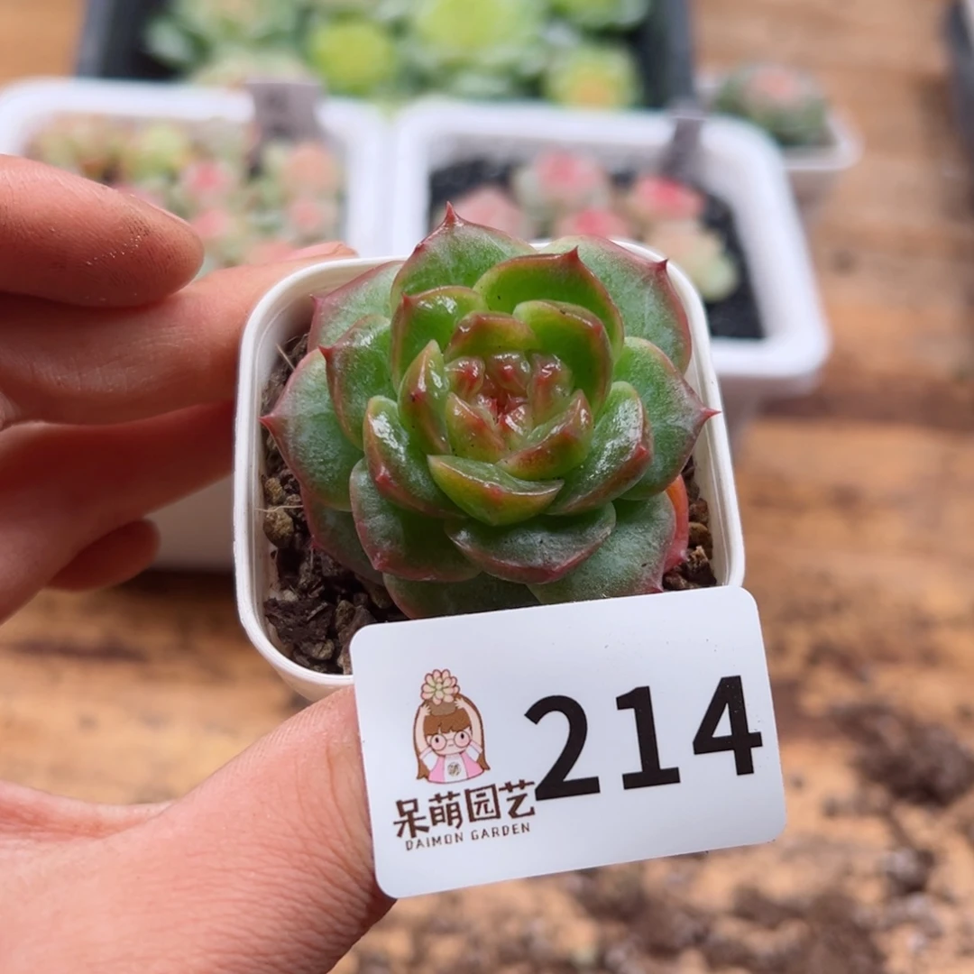 多肉植物多肉植物