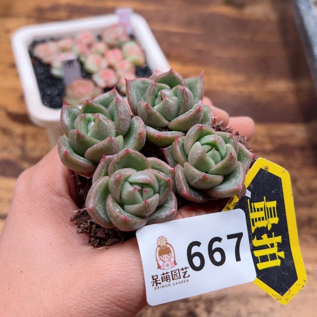 多肉植物多肉植物