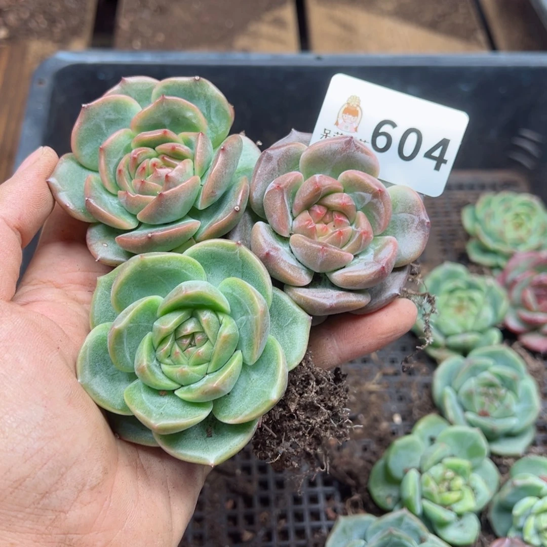 多肉植物多肉植物