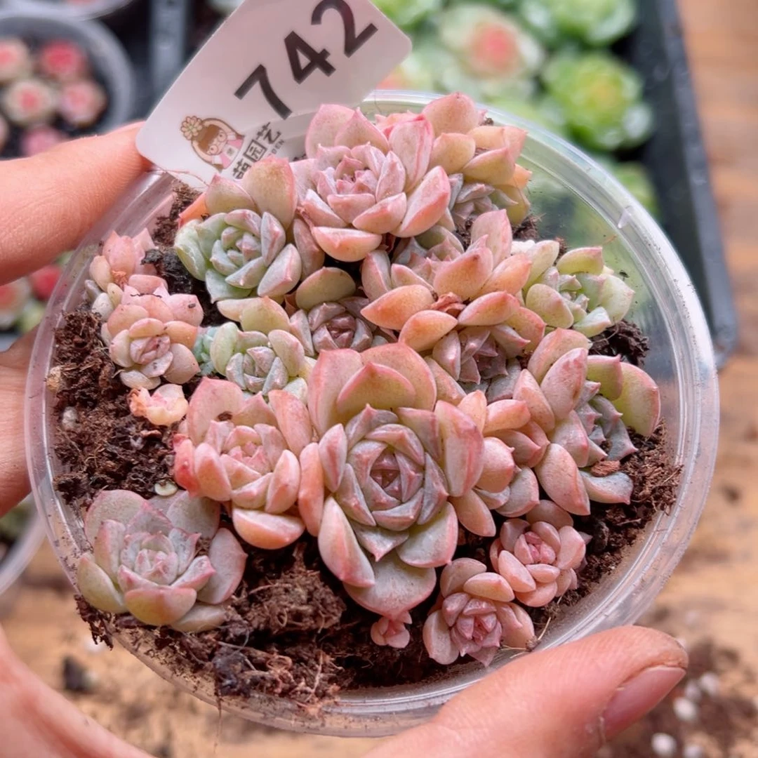 多肉植物多肉植物