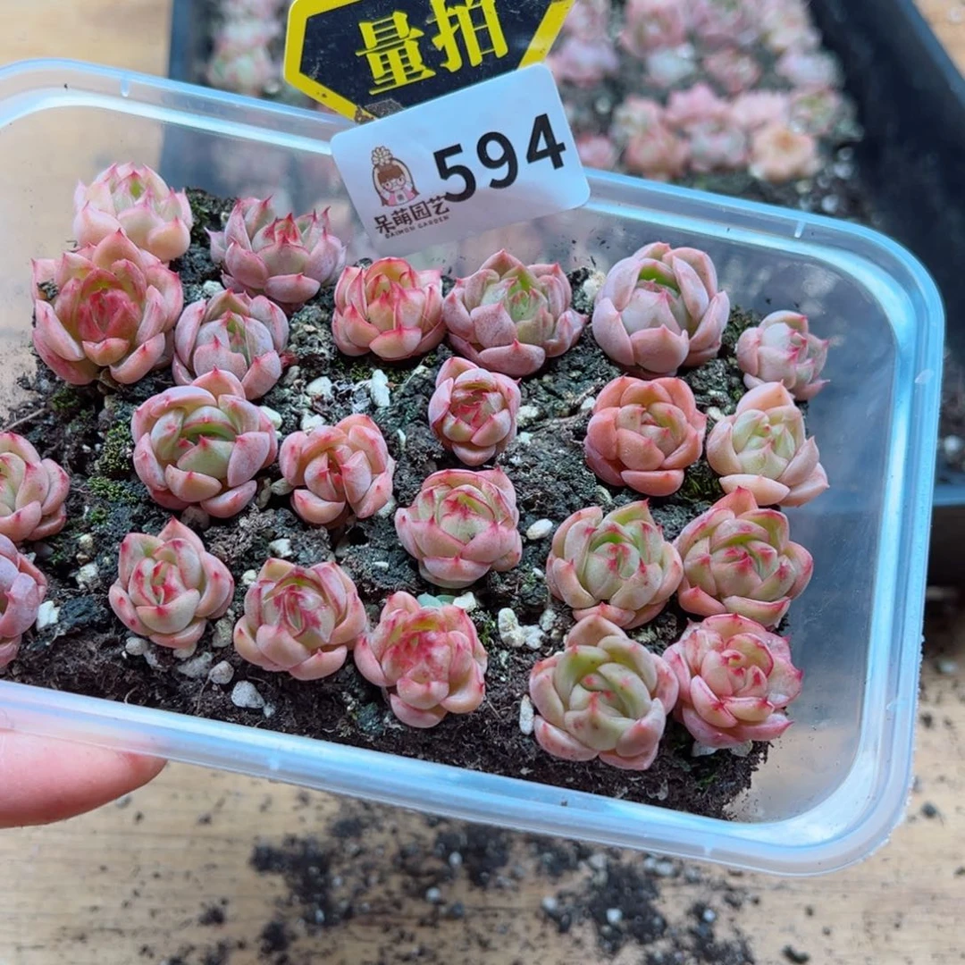 多肉植物多肉植物