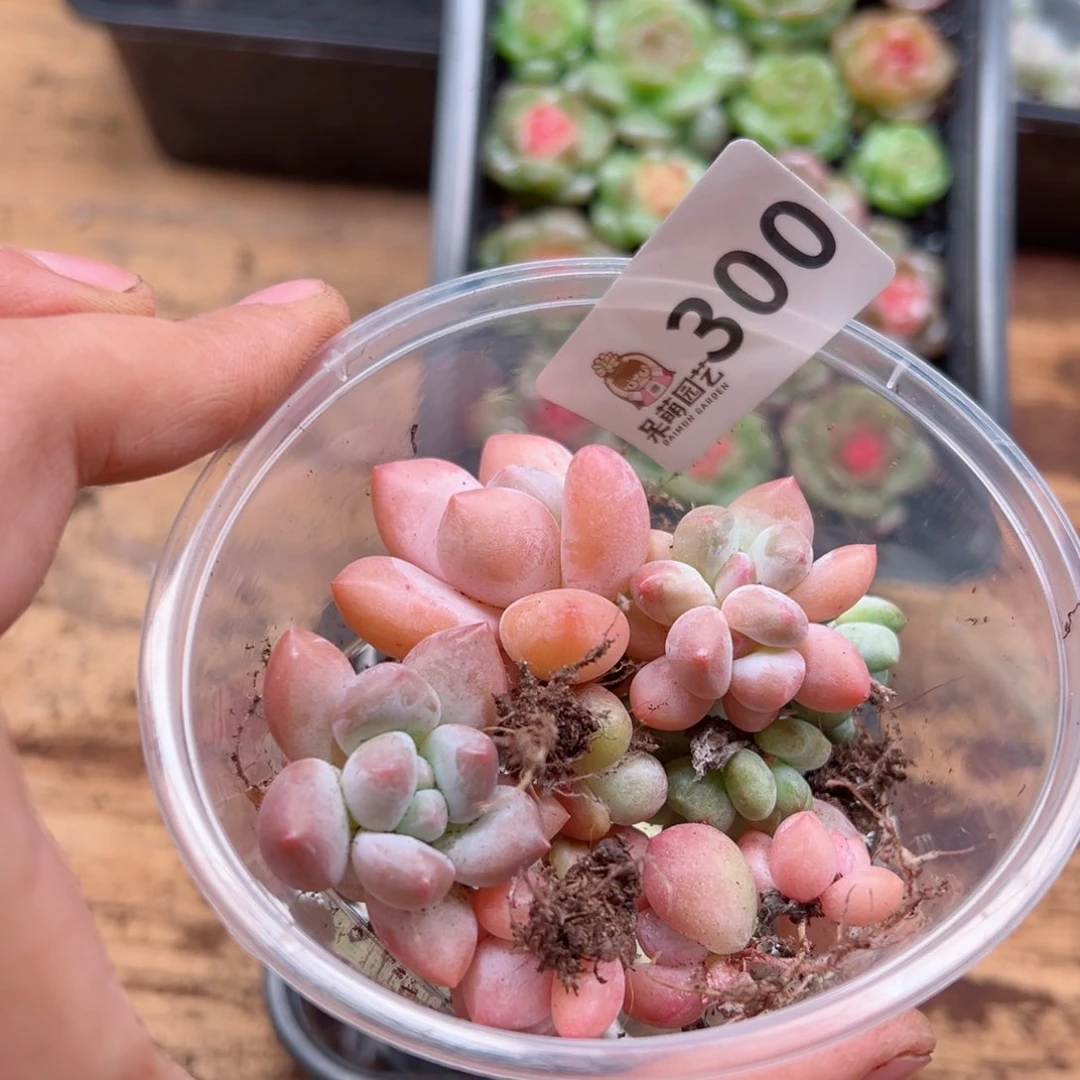 多肉植物多肉植物