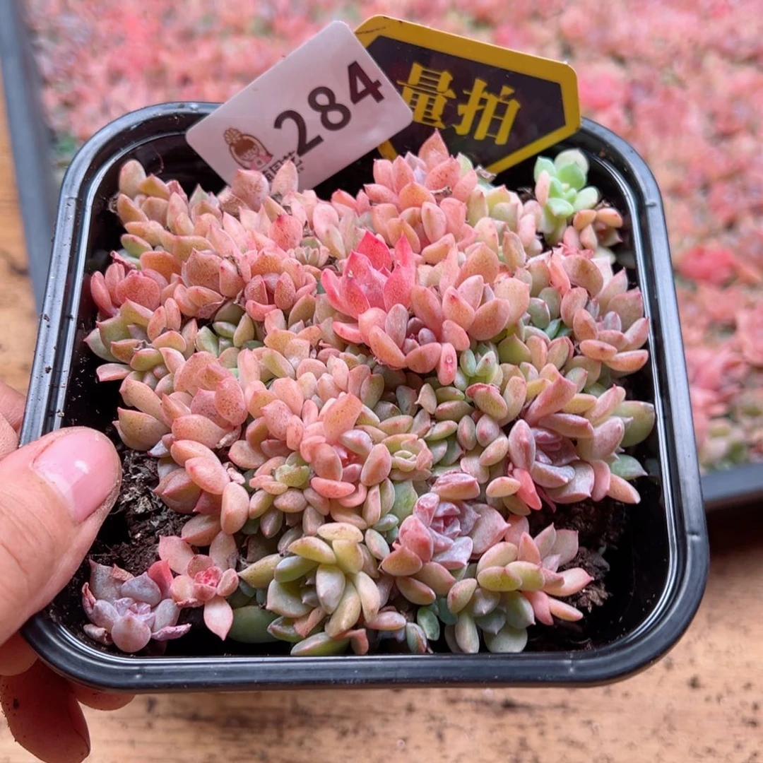 多肉植物多肉植物