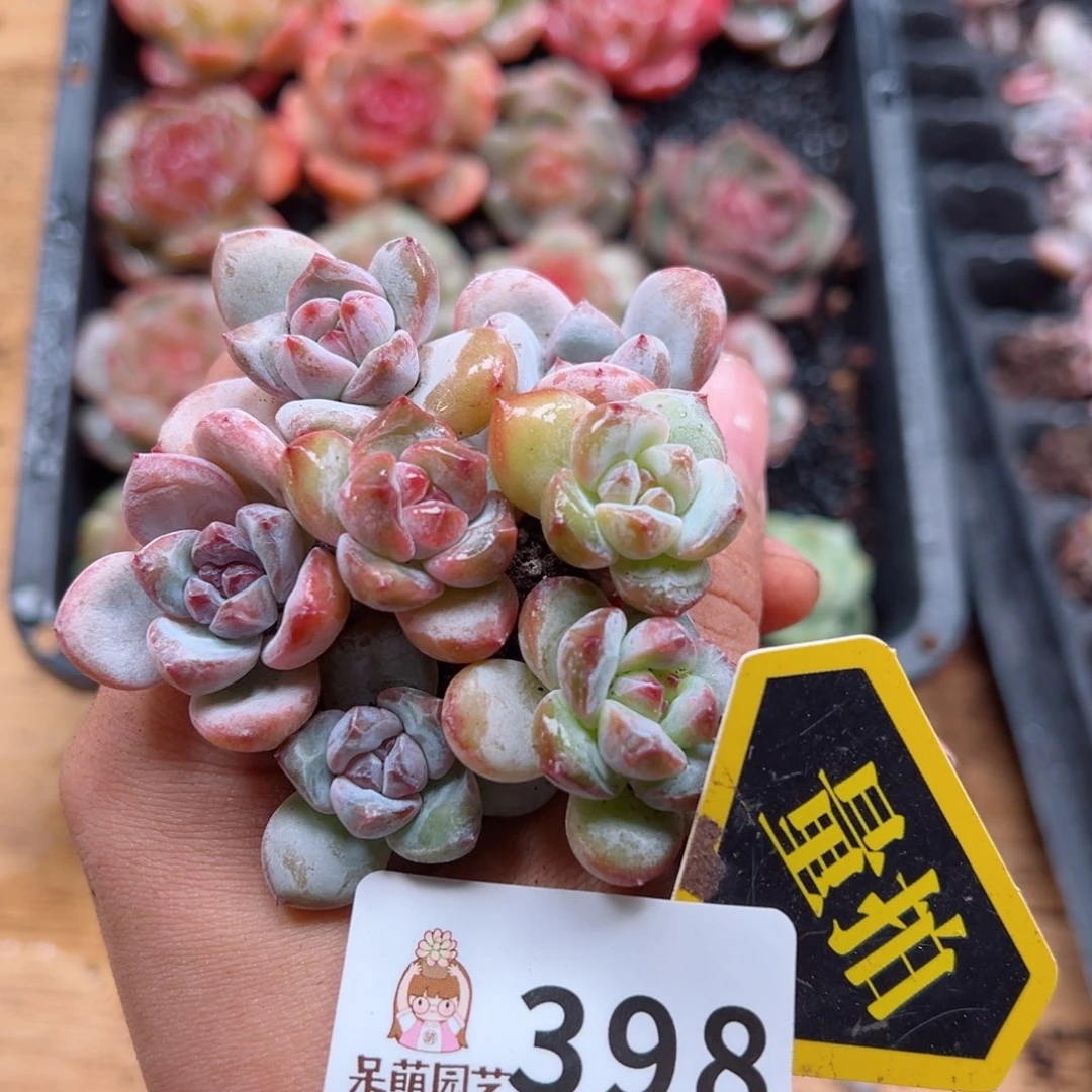多肉植物多肉植物