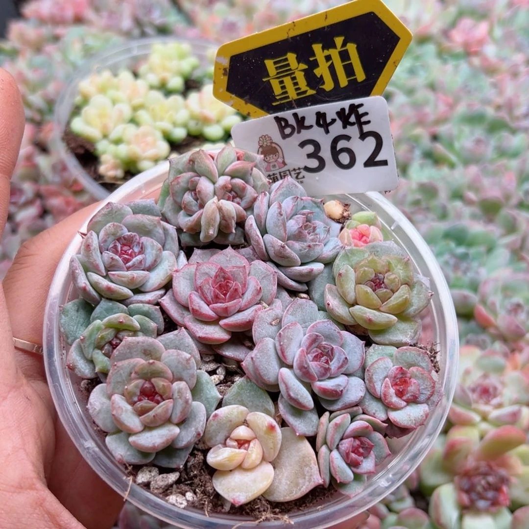 多肉植物多肉植物