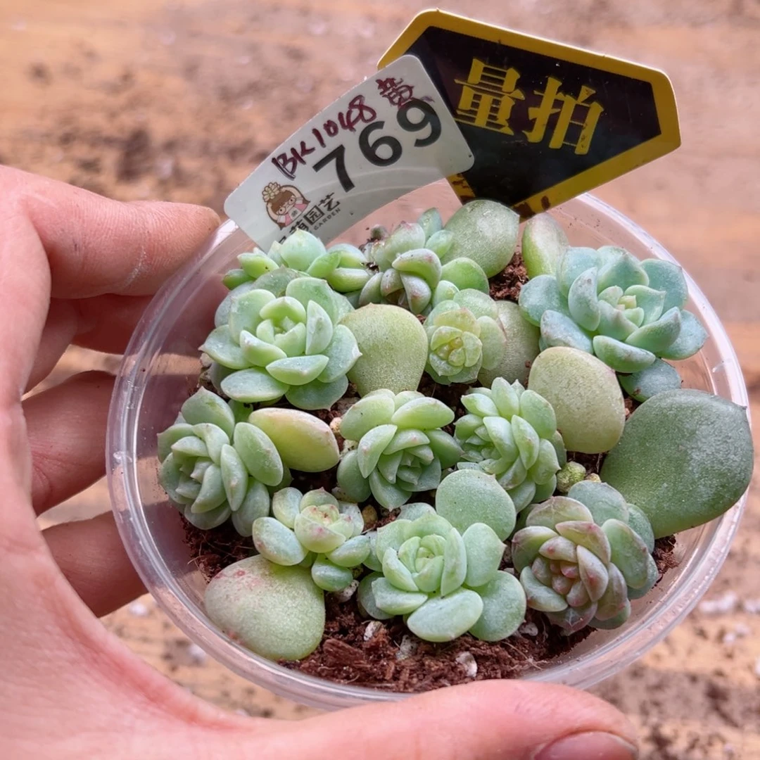 多肉植物多肉植物