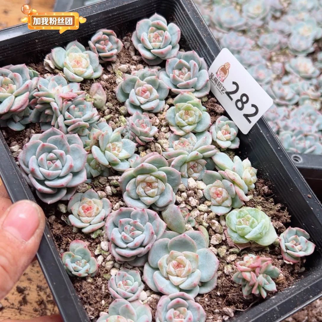 丽**空多肉植物多肉植物