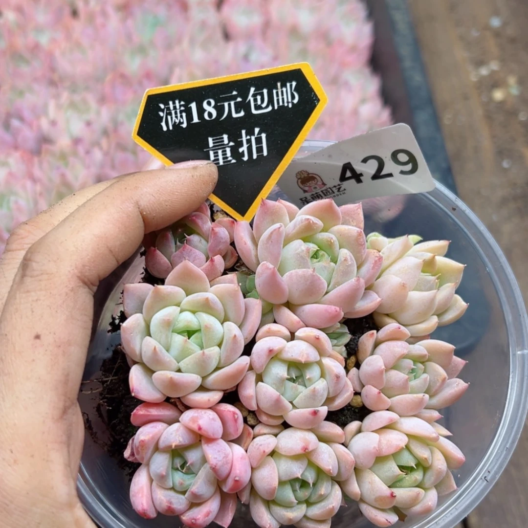 【闪购商品】多肉植物